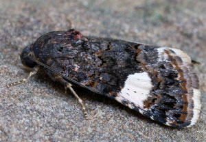 Ackerwinden-Trauereule (Tyta luctuosa), 06.08.2025, Baska