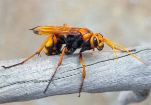 Cryptocheilus annulatus