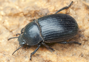 Bioplanes meridionalis, 30.05.2012