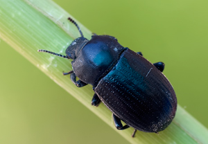 - (Bioplanes meridionalis)
