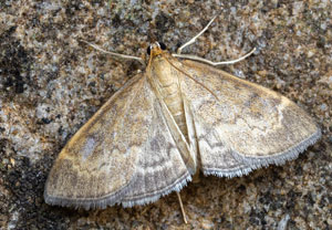 Anania fuscalis, 11.08.2025, Baska