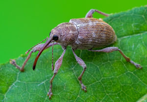 Curculio propinquus, 11.08.2025, Baska