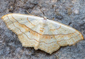Rötlichgelber Kleinspanner (Scopula imitaria), 09.08.2025, Baska