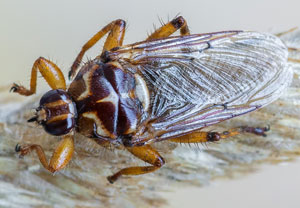 Pferdelausfliege (Hippobosca equina), 09.08.2025, Baska