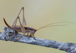 Kleine Strauchschrecke (Yersinella raymondii), 06.08.2025, Baska