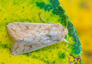 Dottergelbe Graseule (Mythimna vitellina), 19.10.2025, Wyry