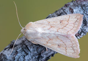 Dottergelbe Graseule (Mythimna vitellina), 07.08.2025, Baska