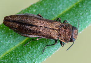 Schmaler Brombeer-Prachtkäfer (Agrilus cuprescens), 11.06.2019