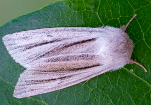 Ried-Weißstriemeneule (Acronicta albovenosa), 21.07.2025, Wyry
