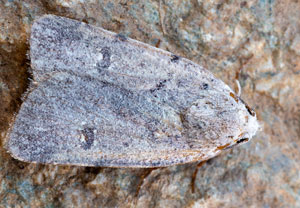 Kadens Staubeule (Caradrina kadenii), 19.10.2024, Roses