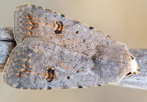 Kadens Staubeule (Caradrina kadenii), 10.08.2025, Baska