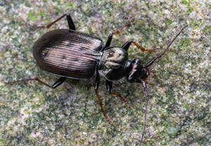 Schwarzer Krummhornkäfer (Loricera pilicornis), 21.09.2025, Bad Münstereifel
