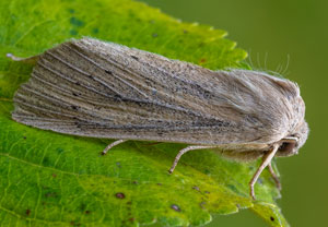 Schilfrohr-Wurzeleule (Rhizedra lutosa), 15.10.2025, Wyry