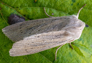 Schilfrohr-Wurzeleule (Rhizedra lutosa), 15.10.2025, Wyry