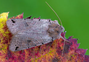 Schwarzgefleckte Herbsteule (Agrochola litura), 15.10.2025, Wyry