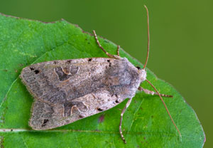 Schwarzgefleckte Herbsteule (Agrochola litura), 15.10.2025, Wyry