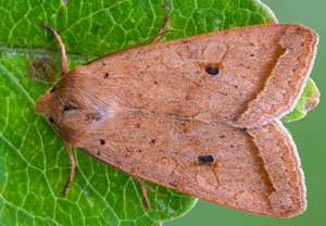 Gelbbraune Herbsteule (Agrochola macilenta), 19.10.2025, Wyry
