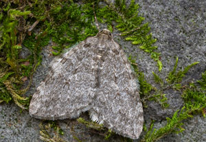 Gehölzflur-Herbstspanner (Epirrita dilutata), 21.10.2025, Zawoja
