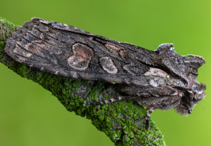 Graue Holzeule (Lithophane consocia), 22.10.2025, Zawoja