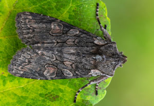 Graue Holzeule (Lithophane consocia), 22.10.2025, Zawoja