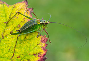 Nadelholz-Säbelschrecke (Barbitistes constrictus), 22.10.2025, Zawoja