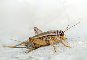 Heimchen (Acheta domesticus), 20.08.2022, Hürth