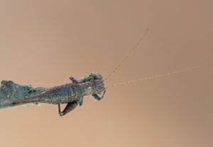 Arachnocephalus vestitus