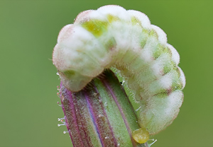 Faulbaumbläuling (Celastrina argiolus), 31.07.2011