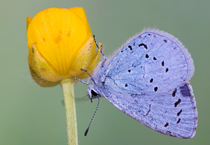 Faulbaumbläuling (Celastrina argiolus), 02.05.2013