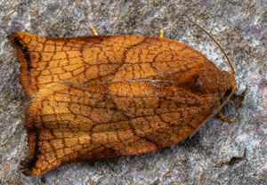 Bräunlicher Obstbaumwickler (Archips podana)