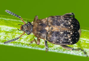 Ackerbohnenkäfer (Bruchus rufimanus), 17.02.2024, Hürth