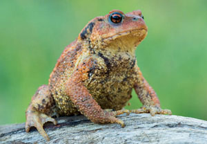 Mittelmeer-Erdkröte (Bufo spinosus), 15.06.2013, Sainte-Maxime
