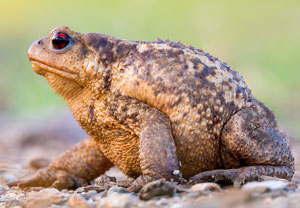 Bufo spinosus