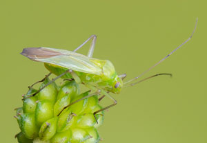 Grüne Distelwanze (Calocoris affinis), 26.06.2021, Weilerswist