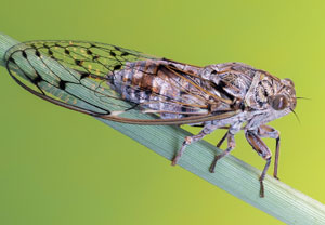 Mannasingzikade (Cicada orni), 12.07.2022, Vir