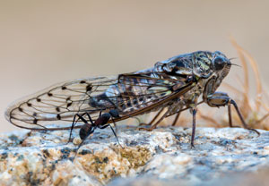 Mannasingzikade (Cicada orni)