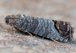 Apfelwickler (Cydia pomonella), 09.06.2024, Hürth