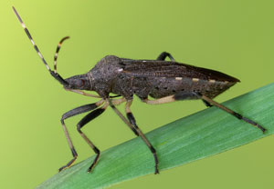 Große Wolfsmilchwanze (Dicranocephalus agilis), 06.07.2021, Niederzier