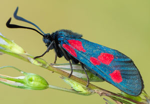 Kleines Fünffleck-Widderchen (Zygaena viciae), 05.07.2014, Troisdorf-Altenrath