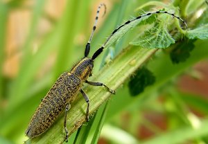 Scheckhorn-Distelbock (Agapanthia villosoviridescens) &ndash; Foto 2