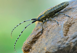 Scheckhorn-Distelbock (Agapanthia villosoviridescens) &ndash; Foto 3