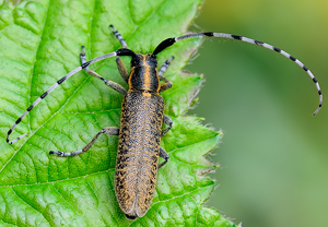 Scheckhorn-Distelbock (Agapanthia villosoviridescens) &ndash; Foto 4