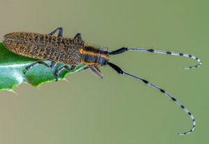 Scheckhorn-Distelbock (Agapanthia villosoviridescens), 30.05.2019