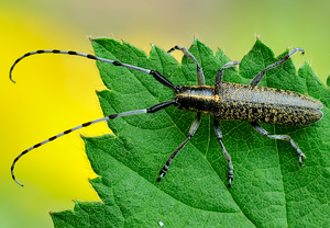 Scheckhorn-Distelbock (Agapanthia villosoviridescens) &ndash; Foto 1
