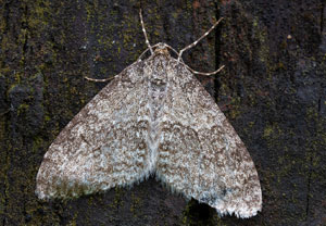 Hellgrauer Lappenspanner (Trichopteryx carpinata), 18.04.2025, Wyry