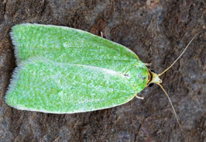 Eichenwickler (Tortrix viridana), 01.06.2024, Hürth