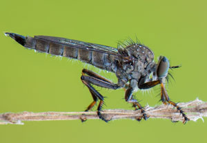 Gemeine Raubfliege (Tolmerus atricapillus), 10.08.2013, Troisdorf