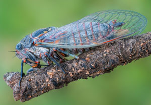 Schwarzer Scherenschleifer (Tibicina quadrisignata)