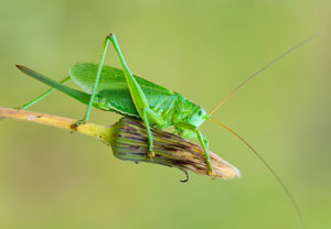 Zwitscherschrecke (Tettigonia cantans), 27.07.2017, Łomnica