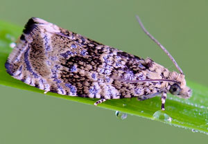 Gebänderter Wickler (Syricoris lacunana), 11.05.2014, Lohmar